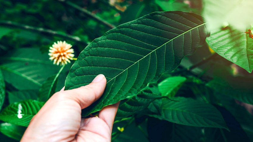 Creating Your Kratom Blend: Introduction